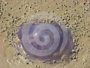 Stranded Jellyfish