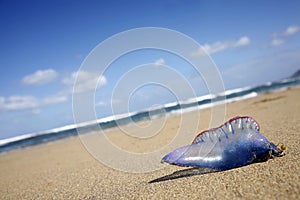 Stranded Jellyfish