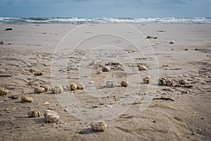 Stranded sea urchins