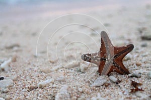 Stranded star