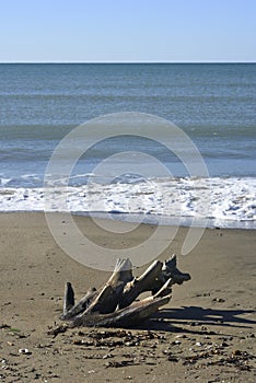Stranded tree log on a Mediterranean sand beach