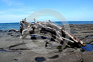 Stranded Tree Trunk - Old Tree on stoney rocky coastline