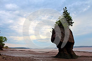 Stranded trees