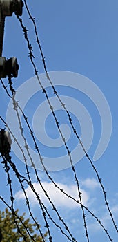 strands of barbed wire and the blue sky