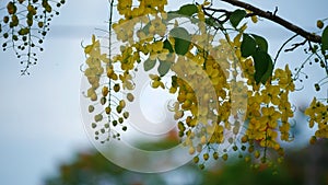 Strands of bright yellow golden shower flowers