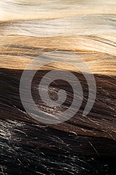 Strands of hair for extensions, Sunny photo