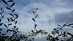 The strands of leaves beautifully harmonize with the blue sky