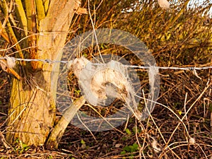 strands tuft of wool in country sheep caught on metal wire barbed wire