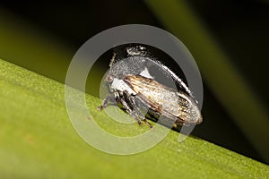 Strang treehoppe small on green leaf.