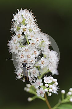 Strangalepta abbreviata beetle