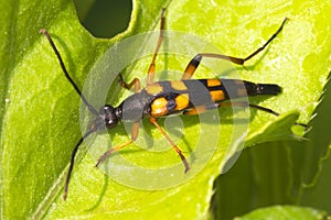 Strangalia attenuata / Capricorn beetle