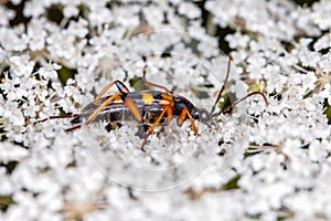 Strangalia attenuata, a species of beetle from the longhorn beetle family, on a plant, view form the side