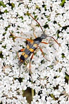 Strangalia attenuata, a species of beetle from the longhorn beetle family, on a white plant, top view