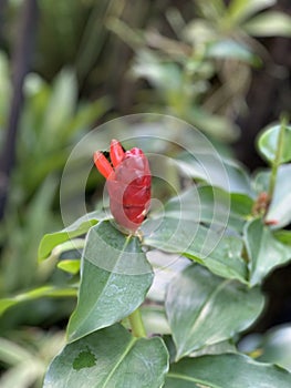 Strange Animal-looking wild flower