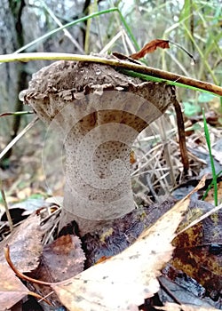 Strange autumn mushroom in foliage