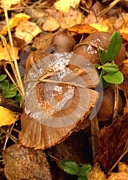 Strange autumn mushroom in foliage