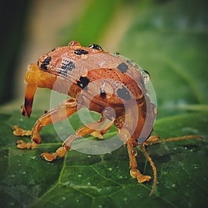 Strange behavior of Podontia quatuordecimpunctata photo