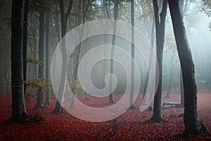 Strange blue light in foggy forest. Fairy tale woods