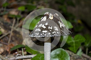 A strange brown mushroom with white spots and fallen green leaves next to it