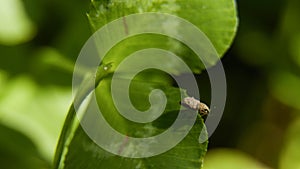 Strange bug on leaf