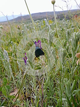 Strange Butterfly On A Purple Flower