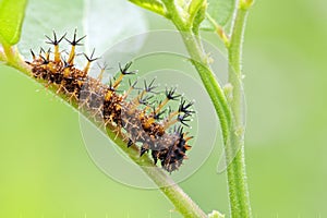 Strange caterpillar