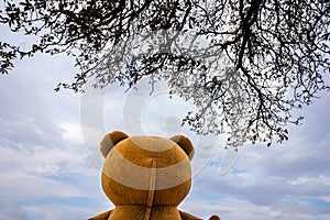 Strange Conceptual image of the head of a teddy bear contemplating the cloudy sky