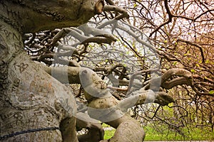 Strange, crooked tree with chain and different engraved letters, symbols.