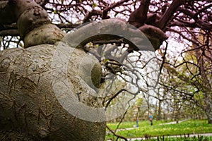 Strange, crooked tree with chain and different engraved letters, symbols.