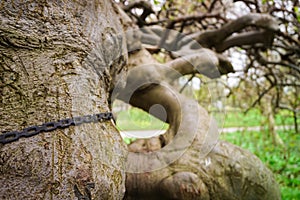 Strange, crooked tree with chain and engraved letters, symbols i