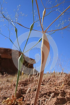 Strange Desert Plant