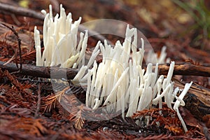 Strange fairy fingers mushrooms