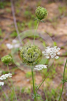 Strange flowers