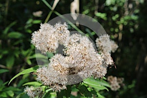 Strange flowers I encountered walking through the woods