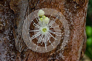 Strange flowers are like spider webs on tree trunks!