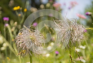 Strange fluffy wild flowers