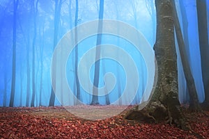 Strange forest in blue fog