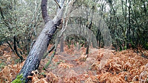 Strange forest lost in mysterious location