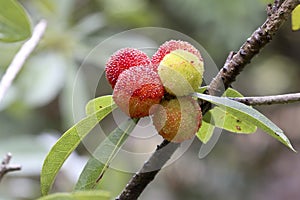 Strange fruit grow togetherï¼Œarbutus