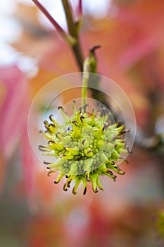 Strange fruit from red maple