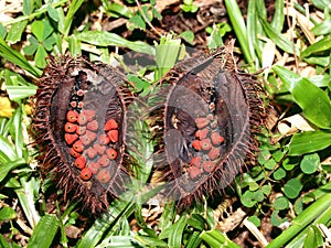 Strange fruit of a tropical tree, Vietnam