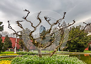 Strange gnarled tree in the garden in front of the Dolmabahce Palace in Istanbul, Turkey