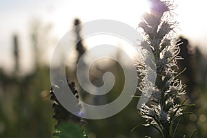 Strange hairy flower backlighted