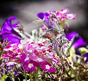 Strange insect, Macroglossum stellatarum feeding on flowers