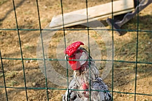 A strange isolated white rooster with red crest and wattles behind the metal fence of the chicken coop Umbria, Italy