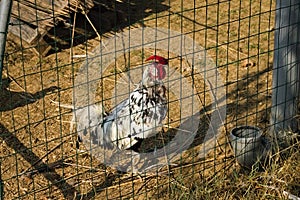 A strange isolated white rooster with red crest and wattles behind the metal fence of the chicken coop Umbria, Italy