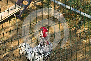 A strange isolated white rooster with red crest and wattles behind the metal fence of the chicken coop Umbria, Italy