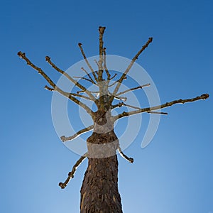 Strange leafless tree in blue sky