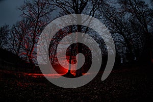 strange light in a dark forest at night. Silhouette of person standing in the dark forest with light. Dark night in forest at fog