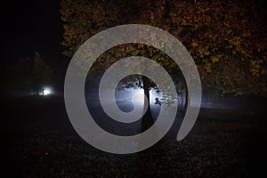 strange light in a dark forest at night. Silhouette of person standing in the dark forest with light. Dark night in forest at fog